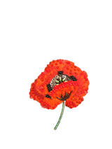 Spilla TROVELORE - Red Poppy